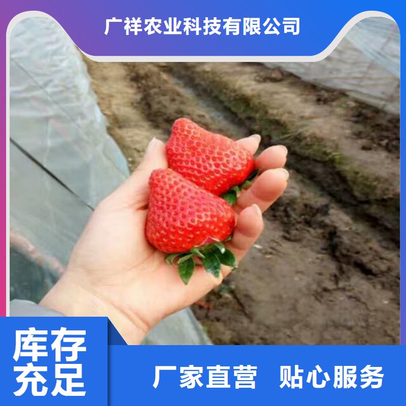 草莓苗果树苗批发基地买的是放心