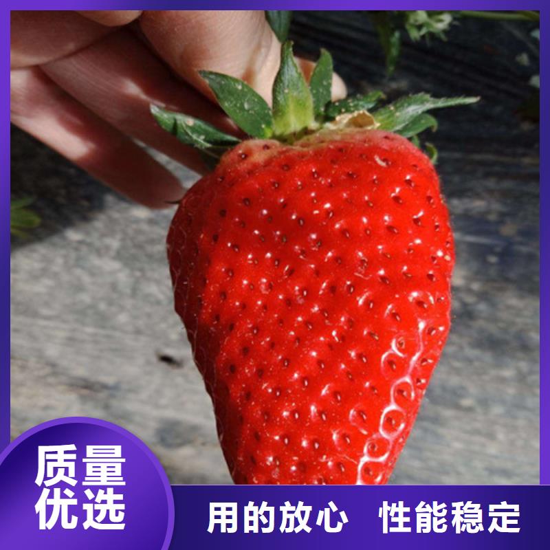 草莓苗,大棚草莓苗多种款式可随心选择