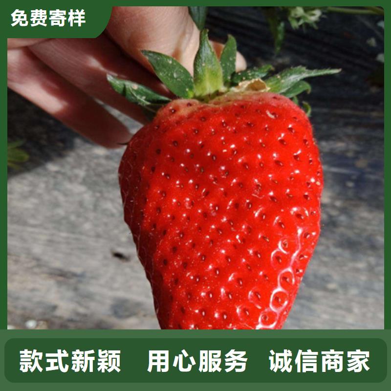 草莓苗_葡萄苗放心购