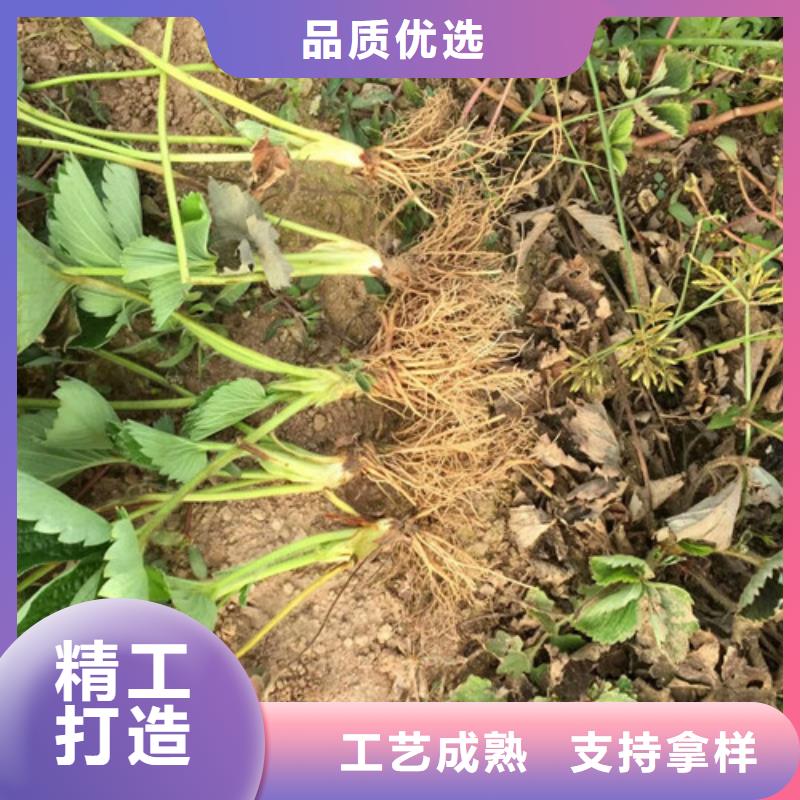 草莓苗【果树苗批发基地】好货采购