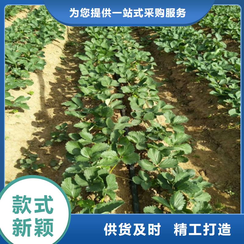 【草莓苗樱桃苗基地好品质售后无忧】