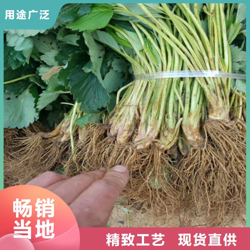 草莓苗苹果苗准时交付