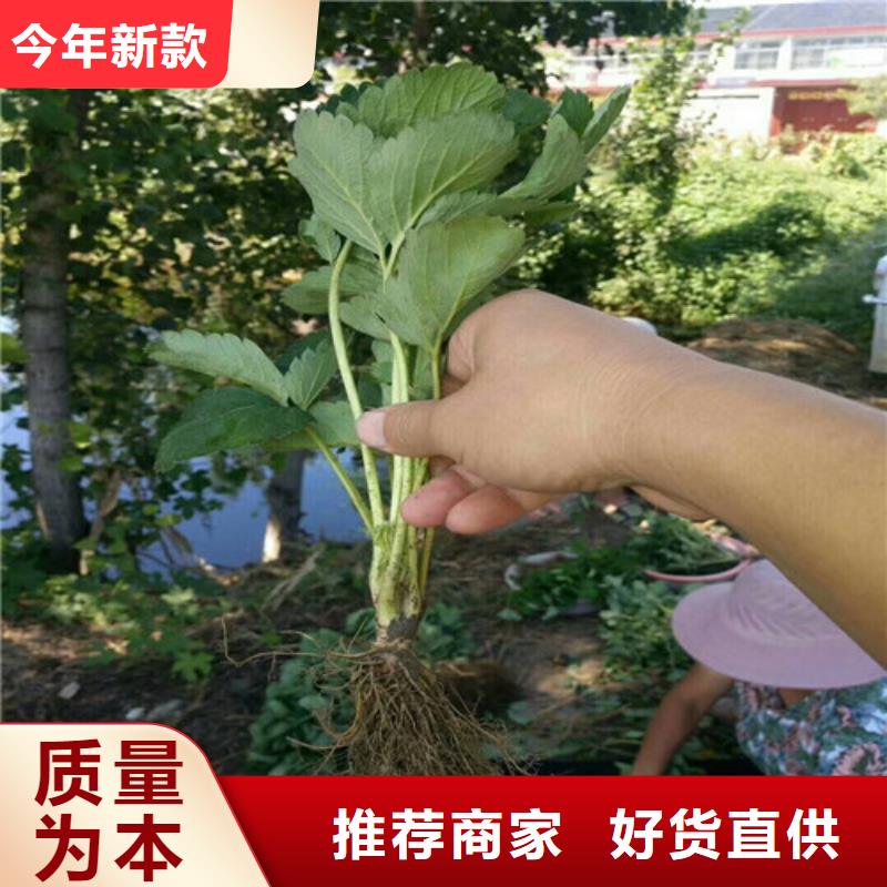 草莓苗桃树苗专注细节使用放心