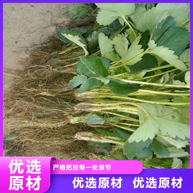 【草莓苗】冬雪蜜桃树苗厂家直销省心省钱