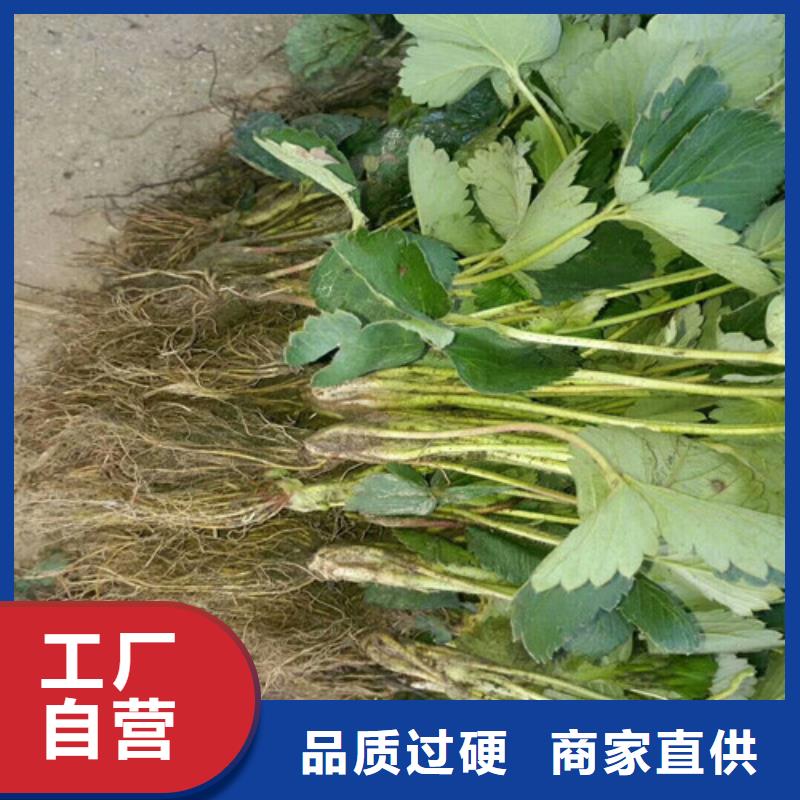 草莓苗-吉塞拉6号砧木产品性能