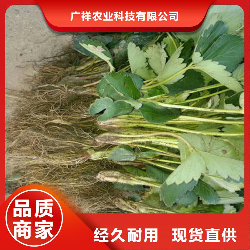 草莓苗果树苗批发基地随到随提