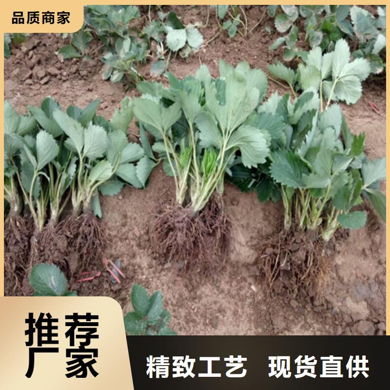 草莓苗梨树苗基地满足多种行业需求
