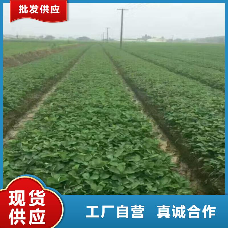 【草莓苗】大棚草莓苗源头采购