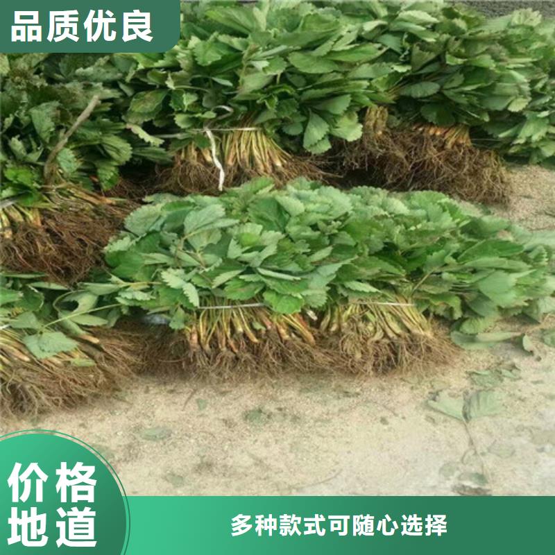 【草莓苗樱桃苗基地好品质售后无忧】