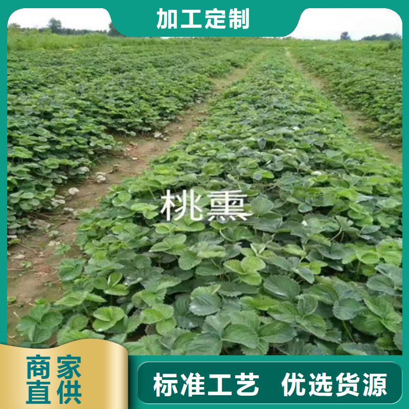 草莓苗大棚草莓苗低价货源