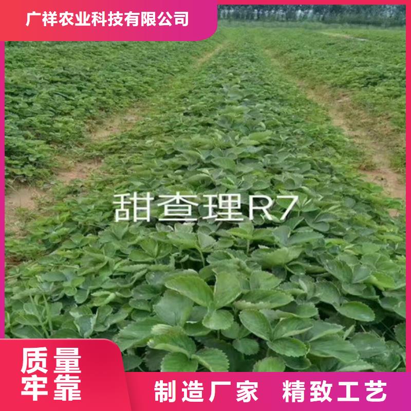 草莓苗果树苗批发基地质优价保