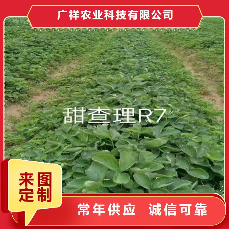 草莓苗,桃树苗严选用料
