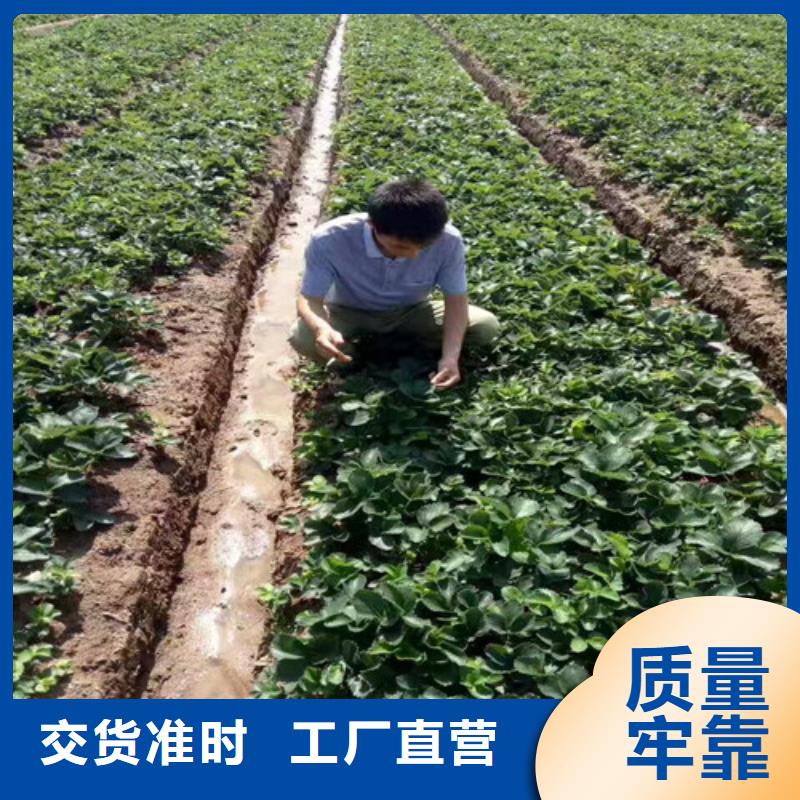 草莓苗胭脂脆桃树苗欢迎来电咨询