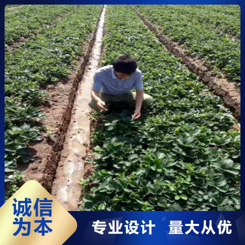 【草莓苗蓝宝石葡萄树苗根据要求定制】