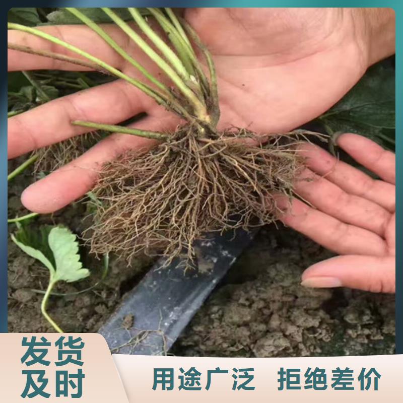 【草莓苗】大红袍花椒苗严格把控质量