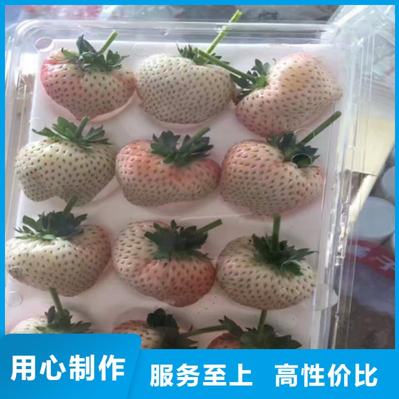草莓苗果树苗一站式厂家