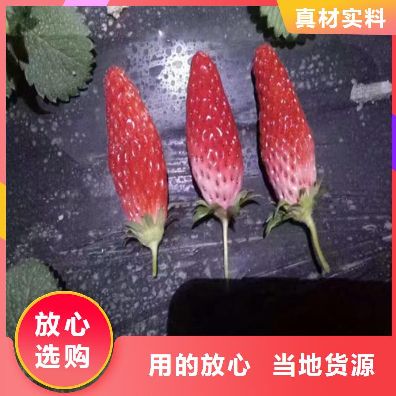 草莓苗_葡萄苗放心购