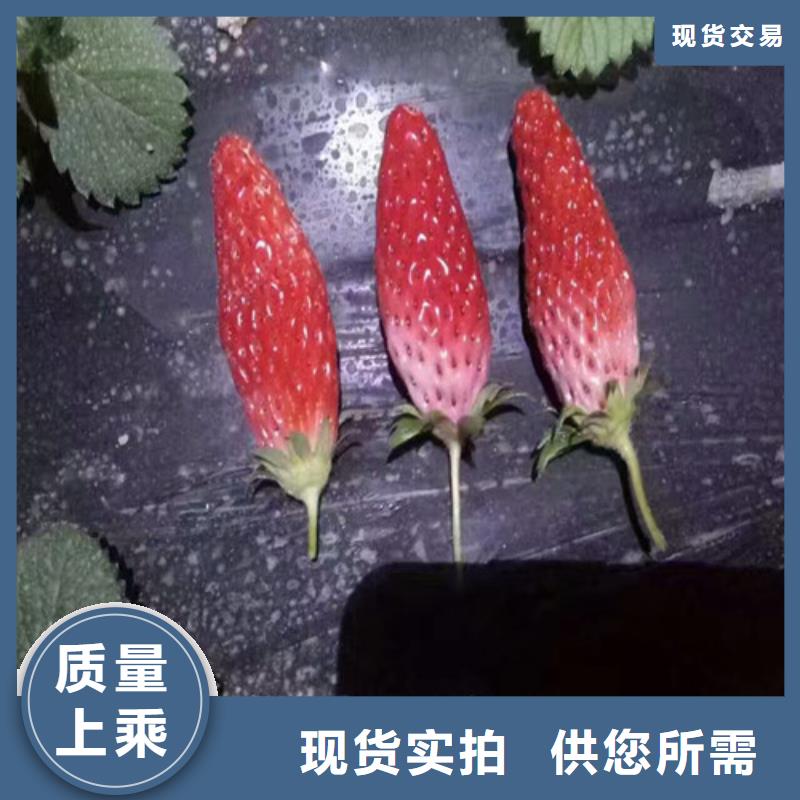 草莓苗,梨树苗买的是放心