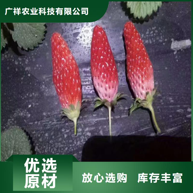 草莓苗樱桃苗质量为本