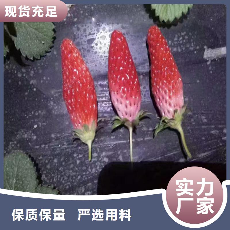 草莓苗_桃树苗质量优价格低