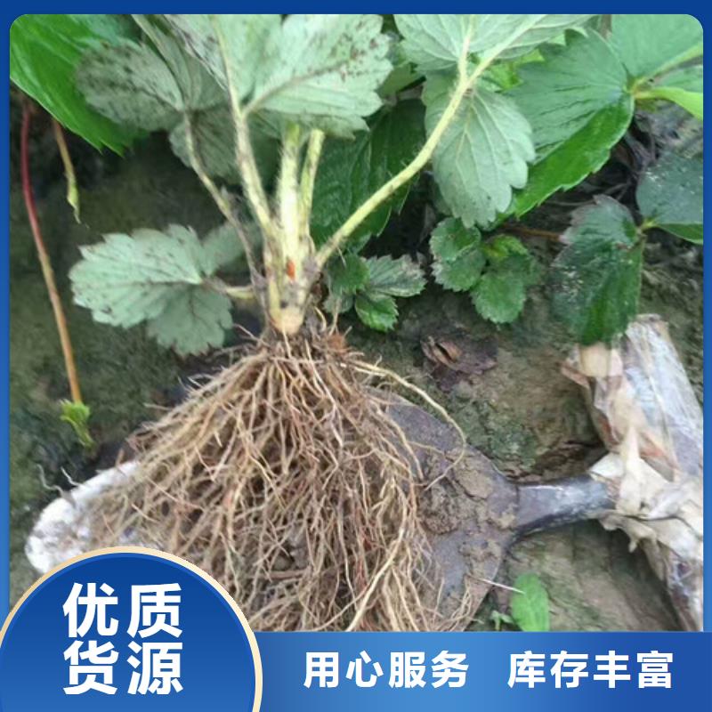 【草莓苗蓝宝石葡萄树苗根据要求定制】