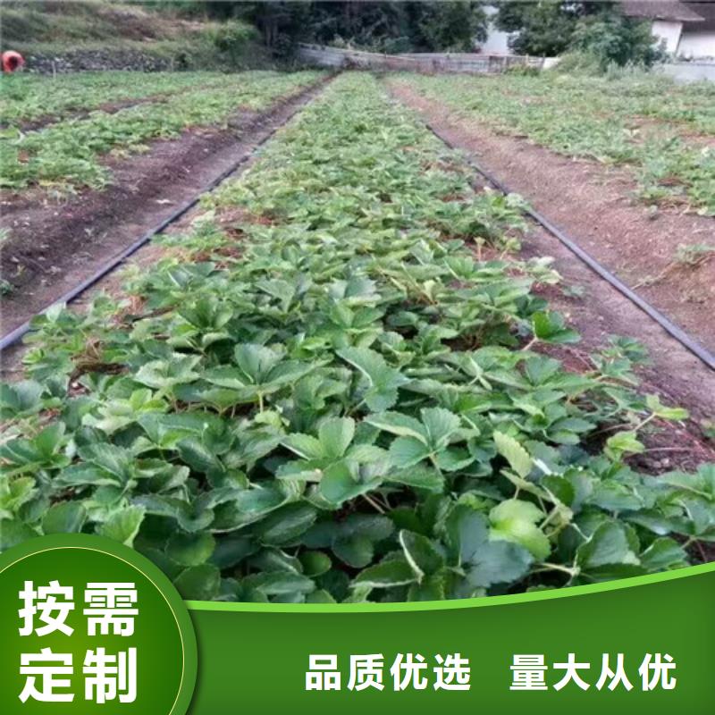 草莓苗柱状梨树苗让利客户