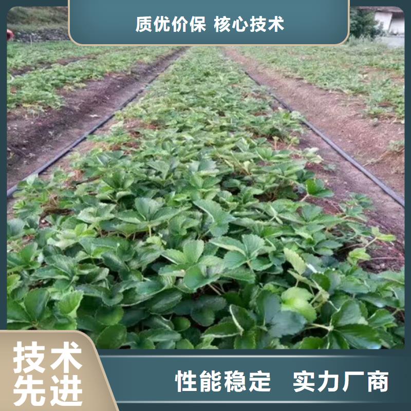 草莓苗果树苗批发基地层层质检