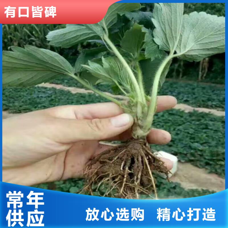 草莓苗阳光玫瑰葡萄树苗免费询价