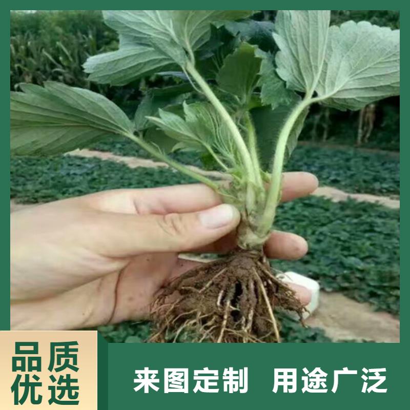草莓苗_桃树苗基地市场行情