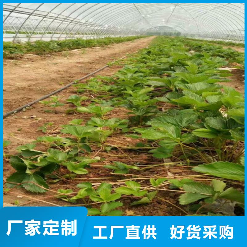 草莓苗_梨树苗多年厂家可靠