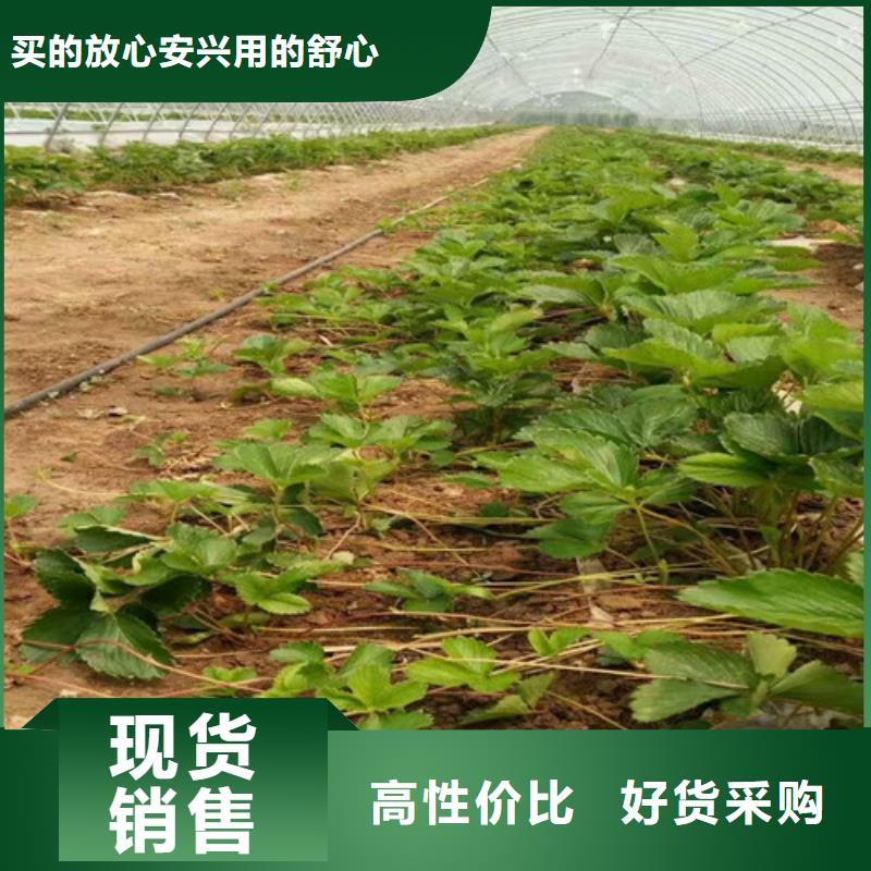 【草莓苗】大棚草莓苗源头采购