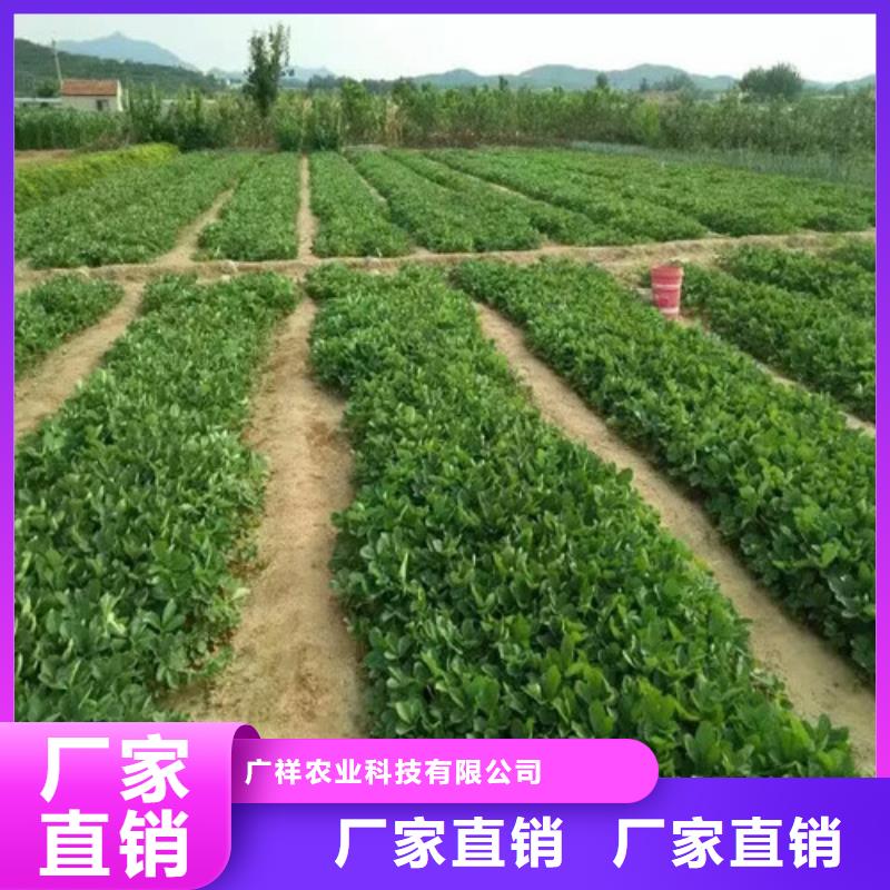 草莓苗苹果苗准时交付