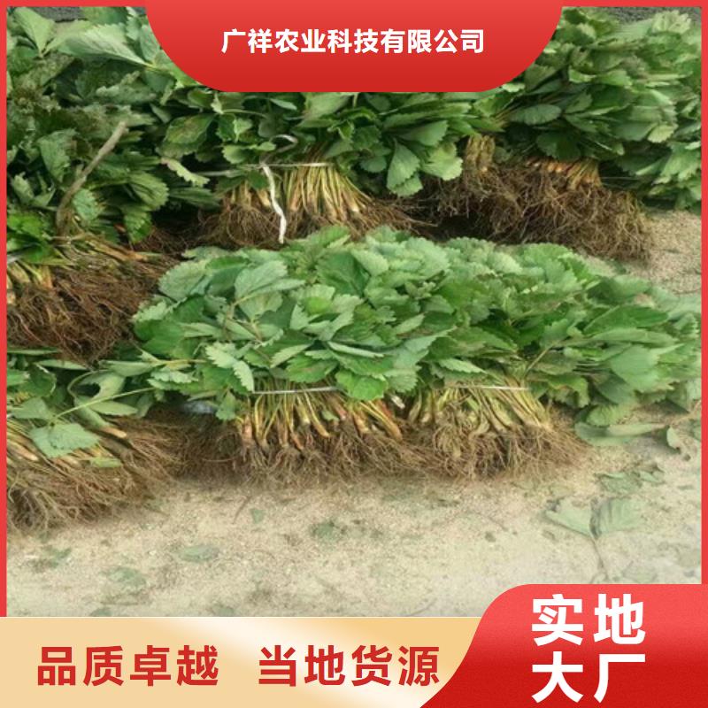 【草莓苗徐香猕猴桃树苗实地大厂】