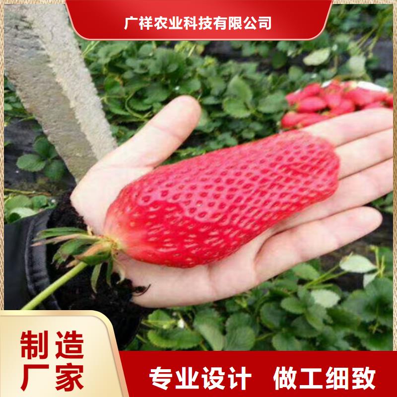 草莓苗无花果树苗真材实料加工定制