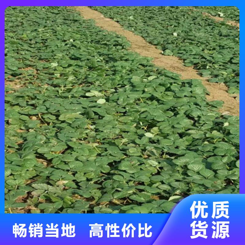 草莓苗【大棚草莓苗】免费询价