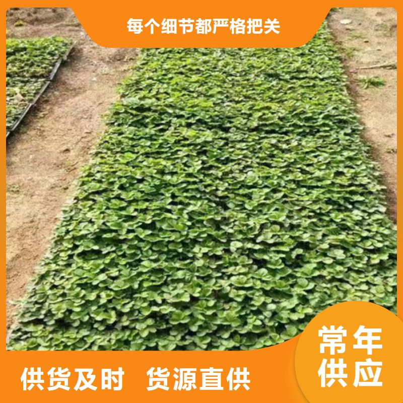 草莓苗 蓝宝石葡萄苗追求细节品质