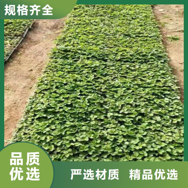 草莓苗,胭脂脆桃树苗品质值得信赖