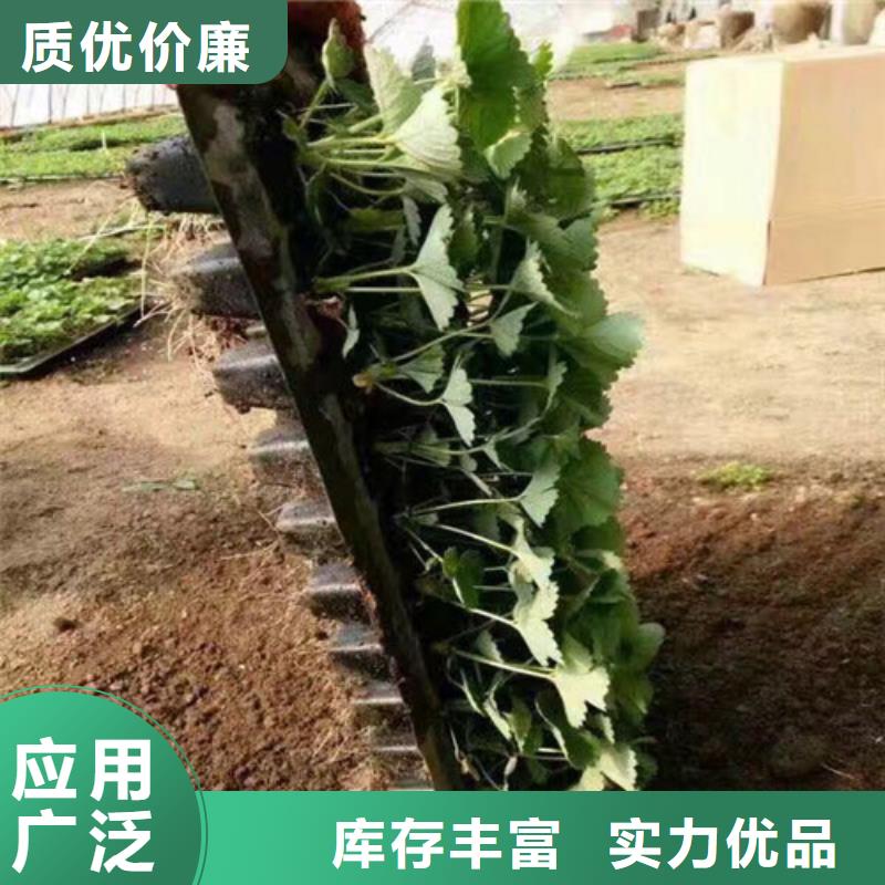 草莓苗_桃树苗基地市场行情