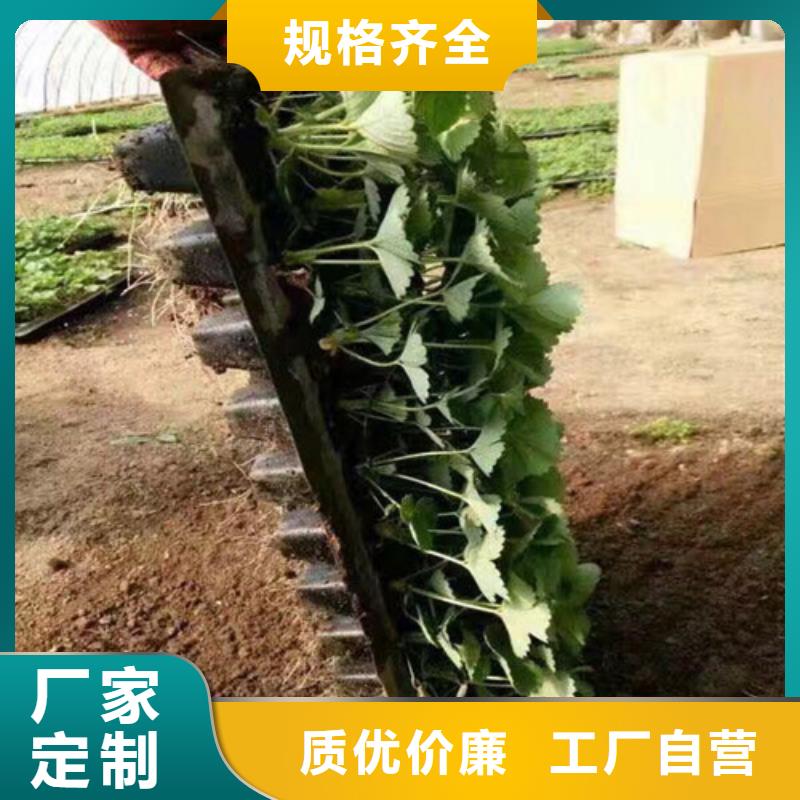 草莓苗_葡萄苗基地采购