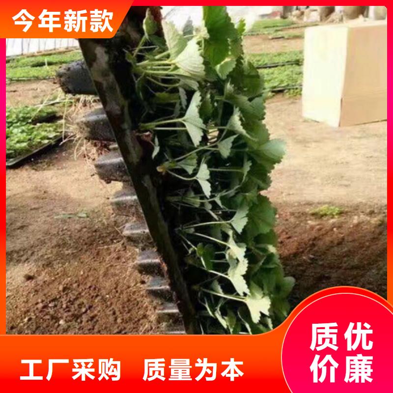 【草莓苗徐香猕猴桃树苗实地大厂】