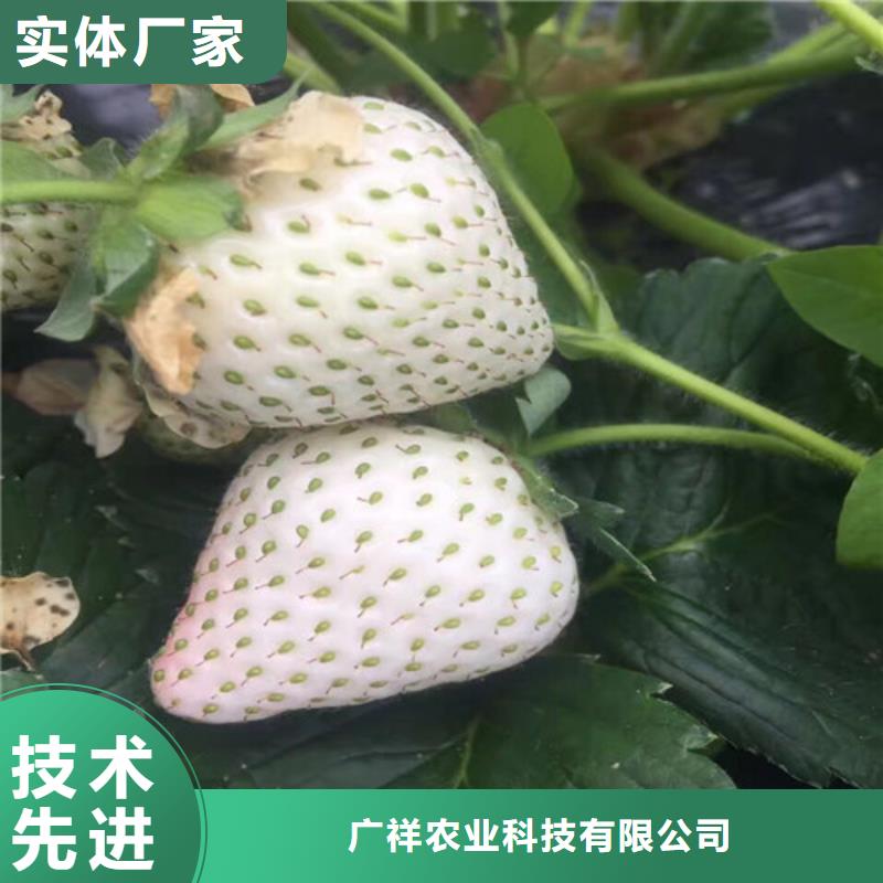 【草莓苗果树苗老客户钟爱】