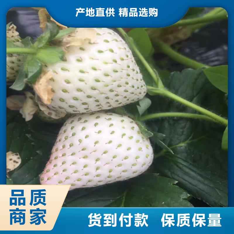 草莓苗无花果树苗真材实料加工定制