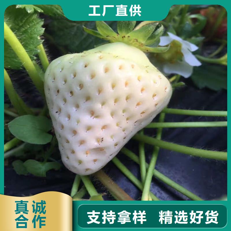 草莓苗桃树苗拒绝伪劣产品