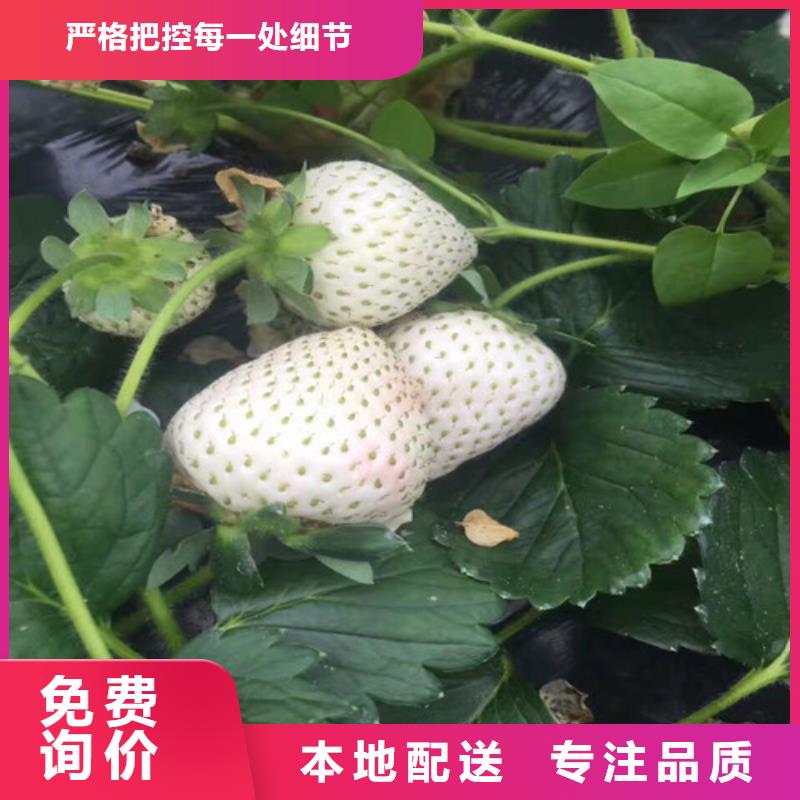 草莓苗【莫妮卡西梅树苗】现货齐全售后无忧