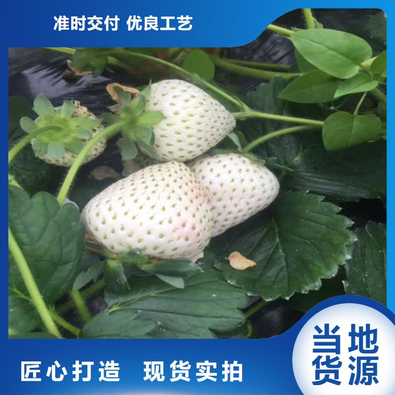 草莓苗_苹果苗大量现货