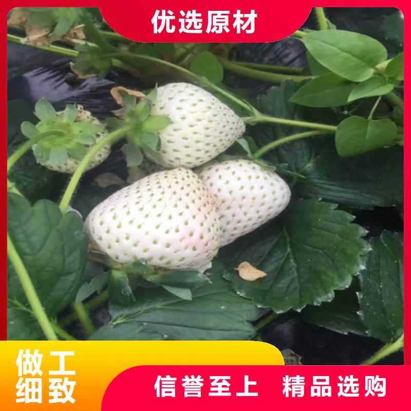 草莓苗梨树苗经销商