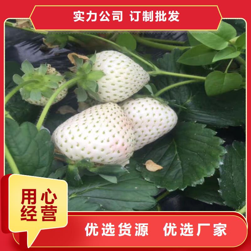 【草莓苗蓝宝石葡萄树苗根据要求定制】