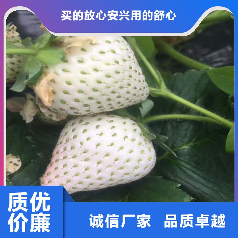 草莓苗【莫妮卡西梅树苗】现货齐全售后无忧