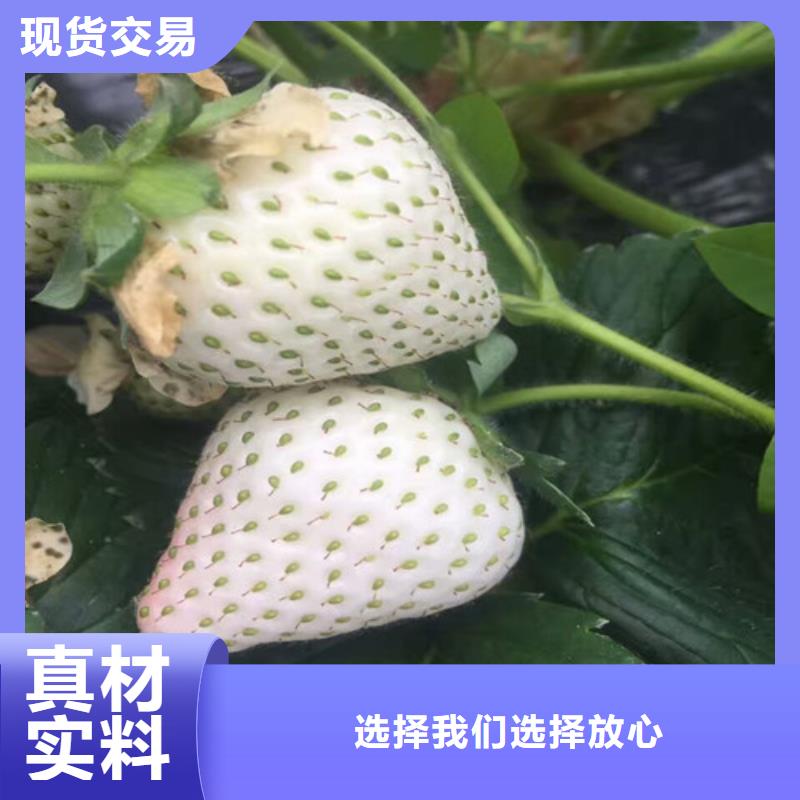 草莓苗葡萄苗值得买