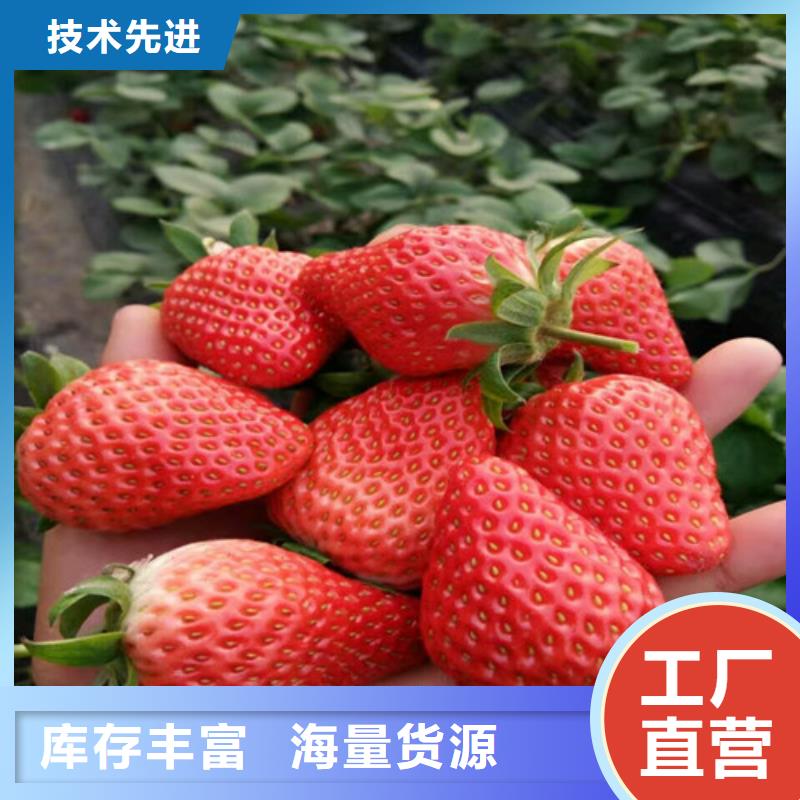 草莓苗,胭脂脆桃树苗品质值得信赖